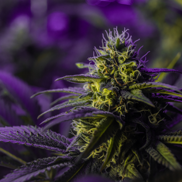 Die Linalool Wirkung von Cannabis. Hier sind Cannabisblüten im violetten Licht zu sehen.