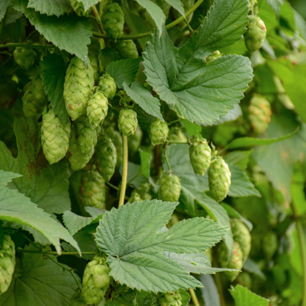 Mycren steckt in Hopfen