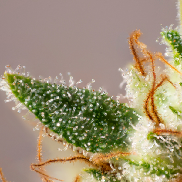 Trichome. Darin befindet sich das Terpen Linalool