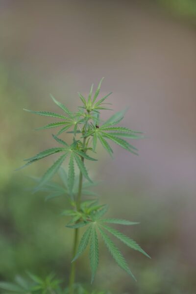 CBD gegen Angst: junge Hanfpflanze in natürlichem Licht