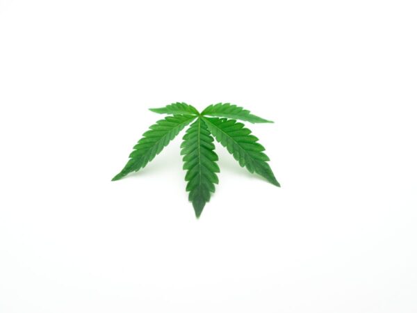 CBD Isolat und Vollspektrum: einzelnes Hanfblatt auf weißem Hintergrund