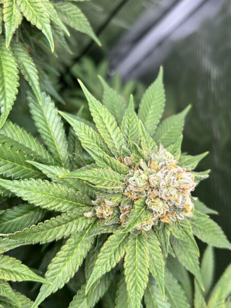 CBD legal oder nicht: Nahaufnahme einer Cannabisblüte mit Blättern
