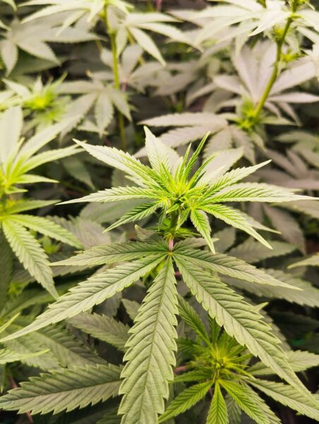 CBD legal in Deutschland: Nahaufnahme einer grünen Hanfpflanze