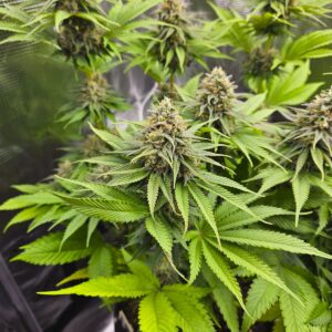 Ist CBD legal? Gesunde grüne Cannabispflanze mit Blütenknospen