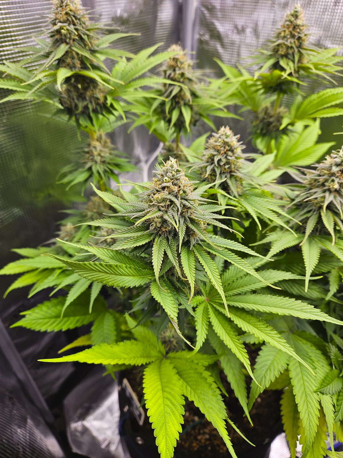 Ist CBD legal? Gesunde grüne Cannabispflanze mit Blütenknospen