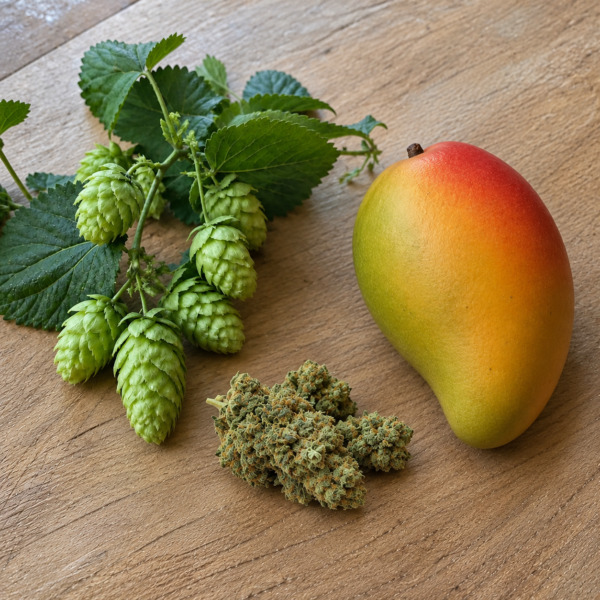 Myrcen steckt in Hopfen, Cannabis und Mango